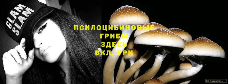 купить наркотики цена  Димитровград  Галлюциногенные грибы Psilocybine cubensis 